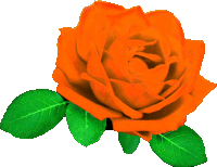 Rosa Sticker