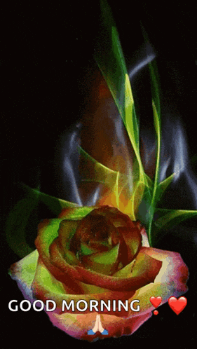 Rose Bloom GIF