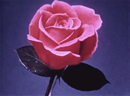 Rose Bloom GIF