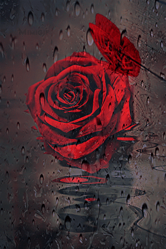 Rose Butterfly GIF