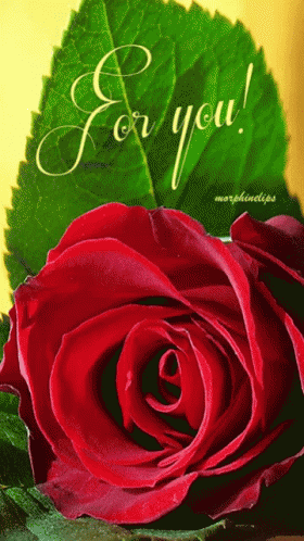 Rose Flower GIF