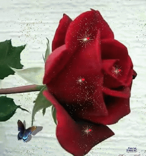 Rose Flower GIF