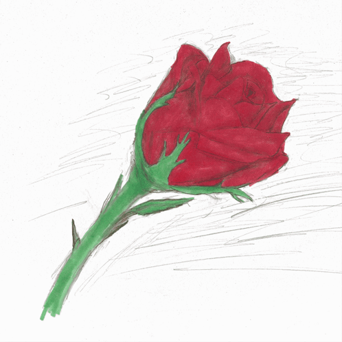 Rose Rose Bush Growing GIF