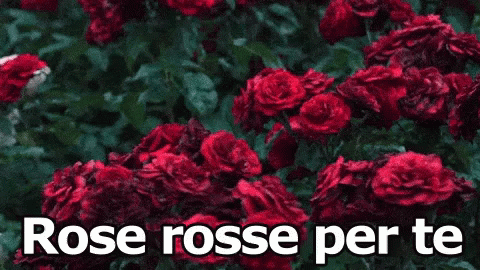 Rose Rosse Per Te Massimo Ranieri Canzone GIF