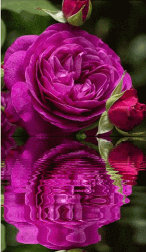 Rose Water Pinks2 GIF