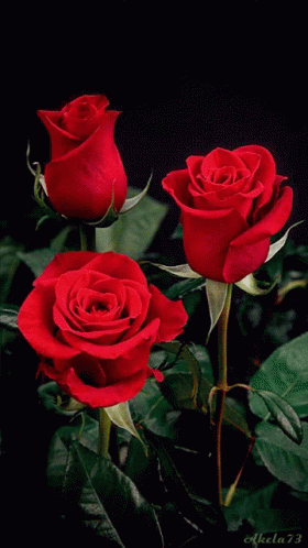Roses Flower GIF