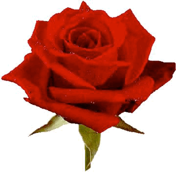 Roses Gif GIF