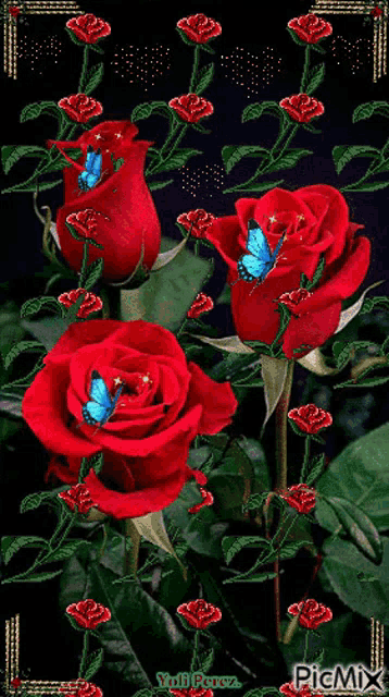 Roses Red Rose GIF