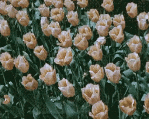 Roses Yellow GIF