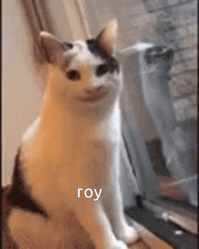 Roy Leops Cat GIF