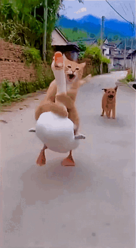 Running Cat Cat Run GIF