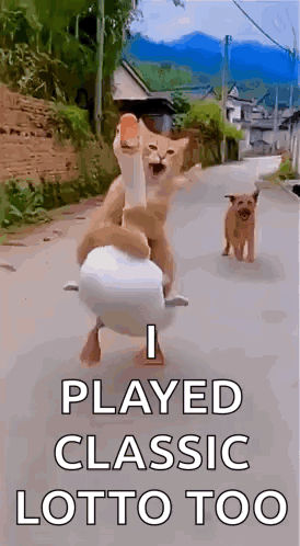 Running Cat Cat Run GIF