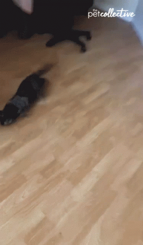 Running The Pet Collective GIF