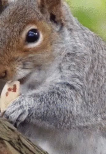 Ruta Ardilla GIF
