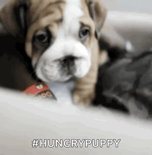 Sad Bulldog GIF