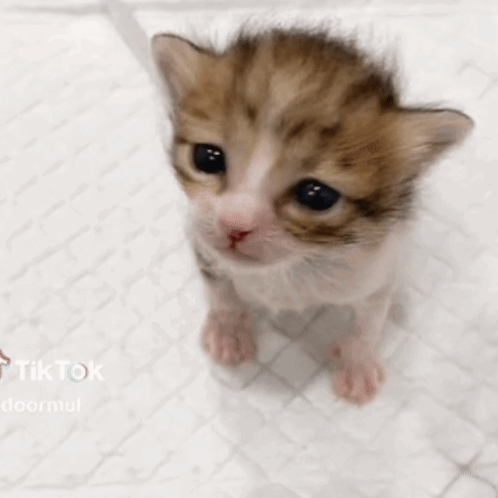 Sad Cat Crying Cat GIF