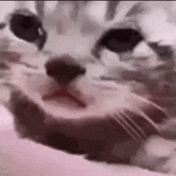 Sad Cat GIF