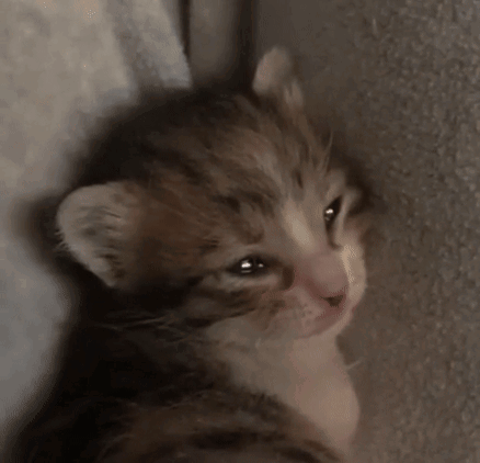 Sad Crying Kitty Sad Crying Kitten GIF