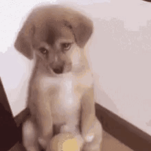 Sad Dog Dog Looking Sad GIF