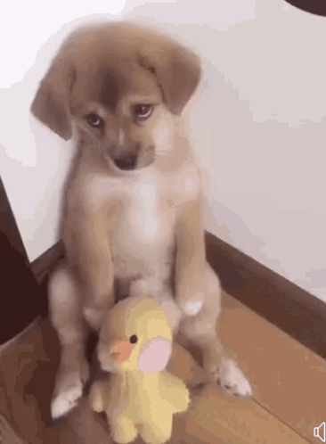 Sad Dog GIF