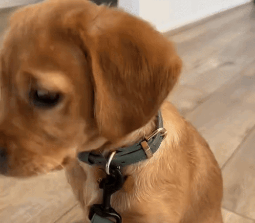 Sad Dog Sad Puppy GIF