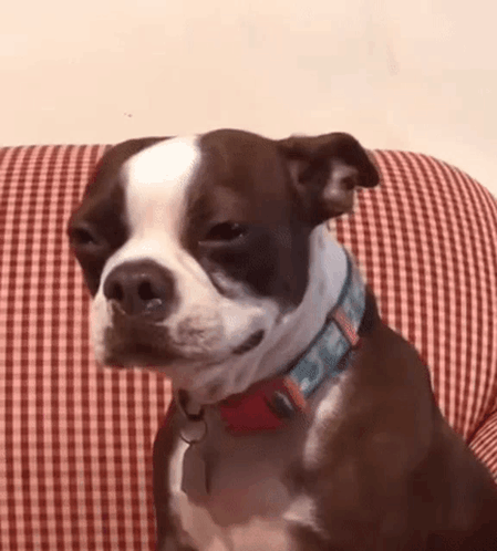 Sad Dogge GIF