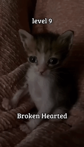 Sad Kitten Sad Kitty GIF