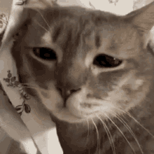 Sad Kitty Sad Cat GIF