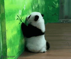 Sad Panda Playing Panda GIF