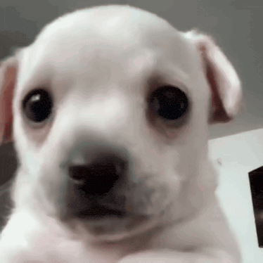 Sad Puppy Eyes Dog GIF