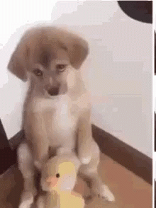 Sad Puppy GIF