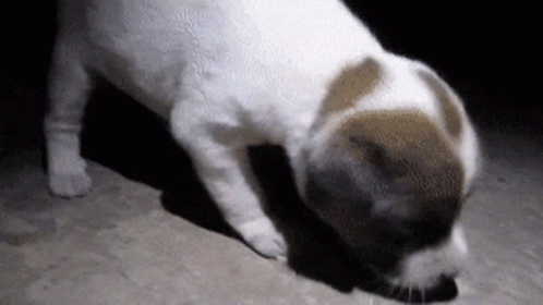 Sad Puppy Lost GIF