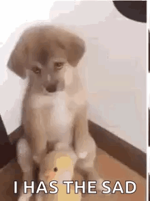 Sad Puppy GIF