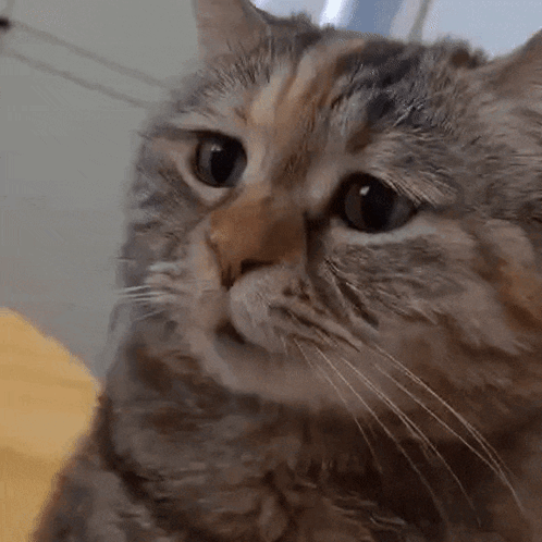 Sad Sad Cat GIF