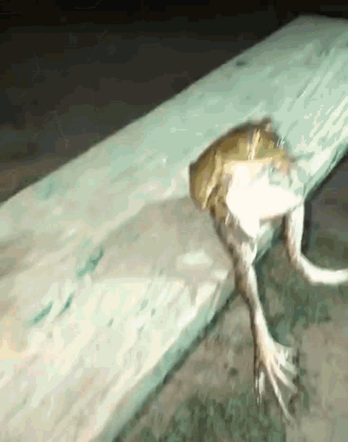 Saposad GIF