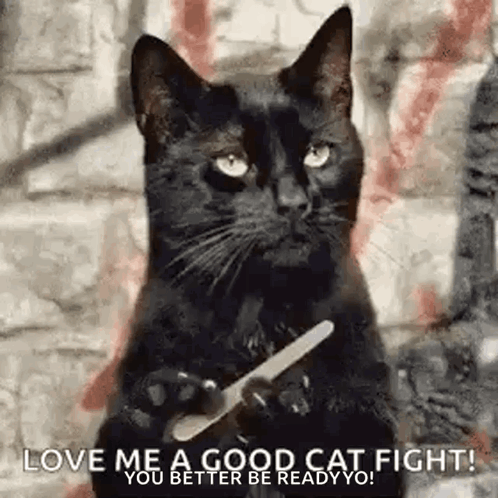 Sassy Cats GIF