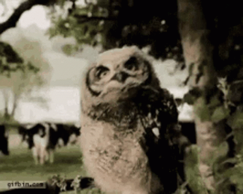 Sassy Owl GIF