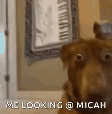 Say Whaaat GIF