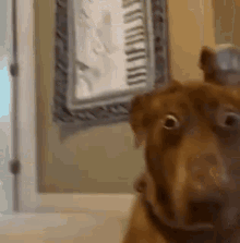 Say Whaaat GIF