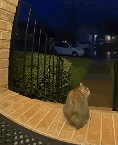Scared Cat GIF