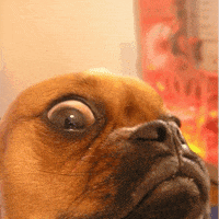Scared Dog GIF