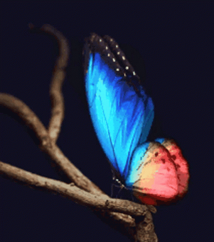 Schmetterling Butterfly GIF