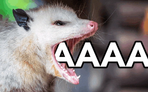 Scream Sceaming Opossum GIF