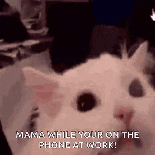 Screaming Cat Browthy GIF