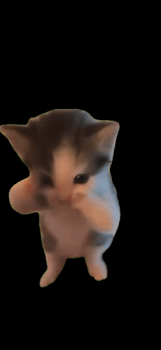 Scuba Cat Scuba Dance GIF
