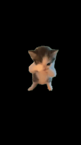 Scuba Cat GIF