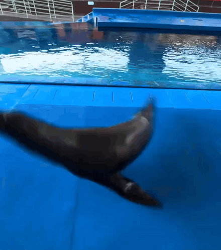 Sea Lion Sealion GIF