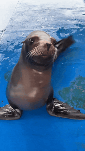 Sea Lion Silly GIF