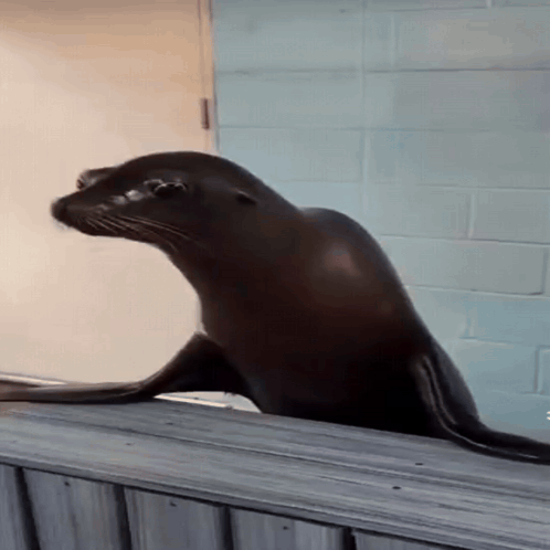 Seal Seal Clapping GIF
