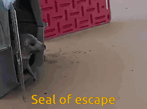 Seal Seals GIF